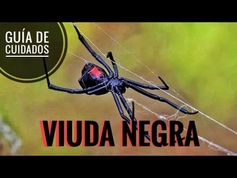 Video: Cómo cuidar a una araña viuda negra mascota