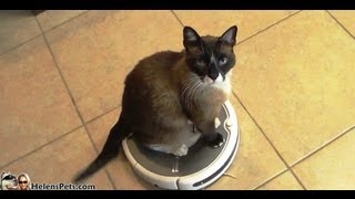 Roomba CAT - Guinness World Record 2014??