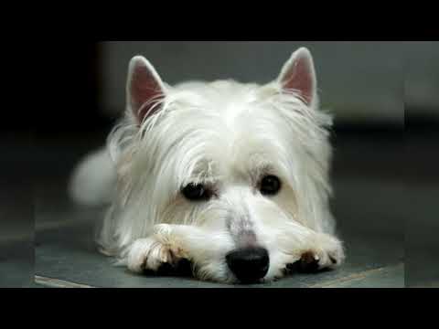 Видео: Вест-хайленд-уайт-терьер или порода собак Вести Гипоаллергенны, Здоровье и Продолжительность жизни