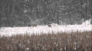 Srne u snijegu, Roe deer in the snow, Croatia 2014.