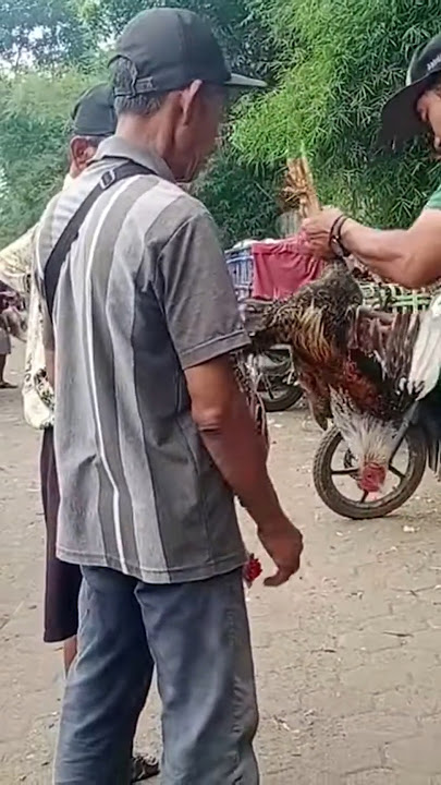 Jago is offered 115 thousand #chicken #animalmarket #viralshorts #subscribe #jago