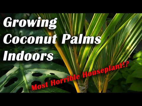 Growing Coconut Palms Indoors