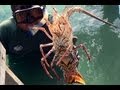 Lobster Fishermen of the Caribbean - Banco Chinchorro Mexico - YouTube HD