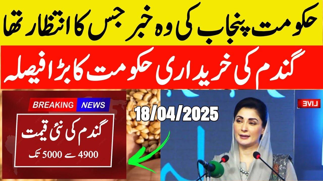 Wheat Support Final Price In Punjab 2025 ll Gundam Rate Today ll گندم ...