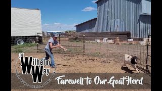 🐐 Farewell to Friends: Our Goat Herd's Journey to the Sale | The Wilhelm Way