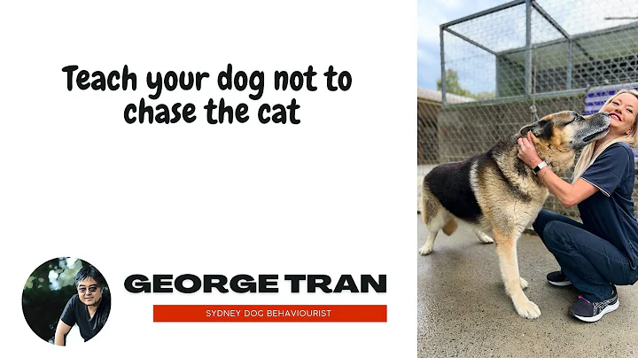 How to stop your dog from chasing the cat or introducing a dog to the cat.
