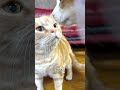 保護猫ミラ、避妊手術の日。 #保護猫ミラ#保護猫との暮らし#猫のいる生活#避妊手術がんばったね#猫好きさんと繋がりたい