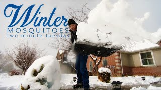 Winter Mosquitoes - Two Minute Tuesday