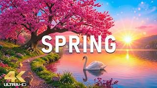 Spring Awakens in 4K 🌸 Blooming Landscapes, Fresh Green Fields & Relaxing Piano Melodies