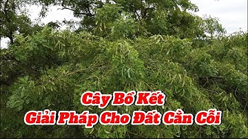 Cây bồ kết giải pháp kinh tế bền vững cho những khu đất cằn cỗi |
