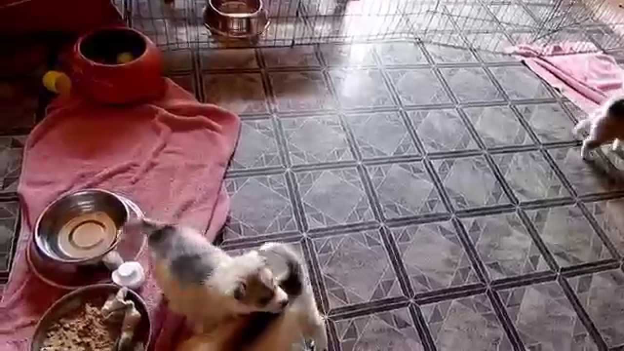 Harry X Precious Puppies almost 4 weeks old