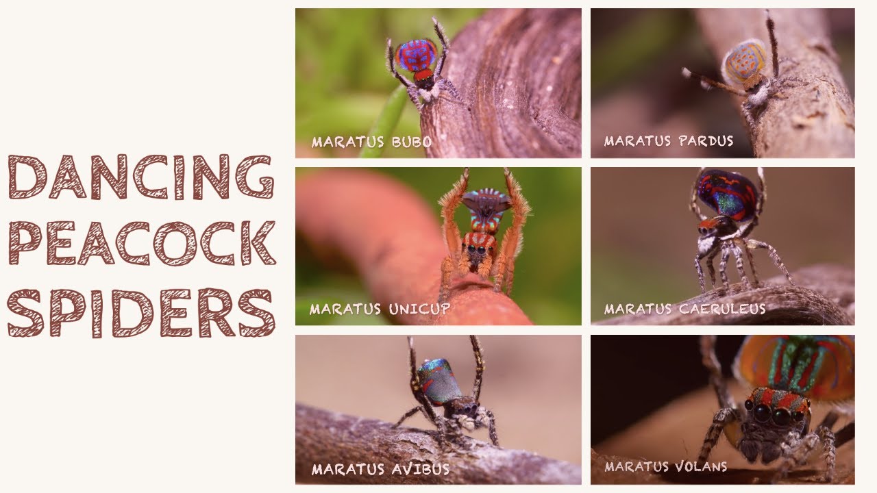 Peacock Spiders - Amazing Dance Moves | DANCE | MATE | HUNT