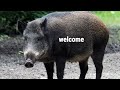 welcome to the hog zone (500k sub celebration post)