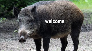 welcome to the hog zone (500k sub celebration post)