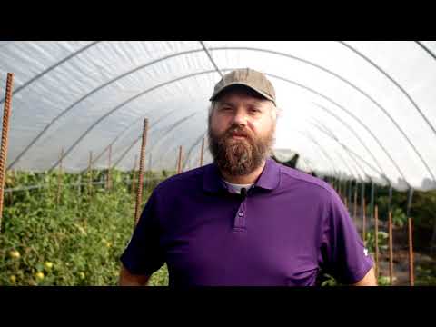 Video: Pepper tomato: variety description, features and yield