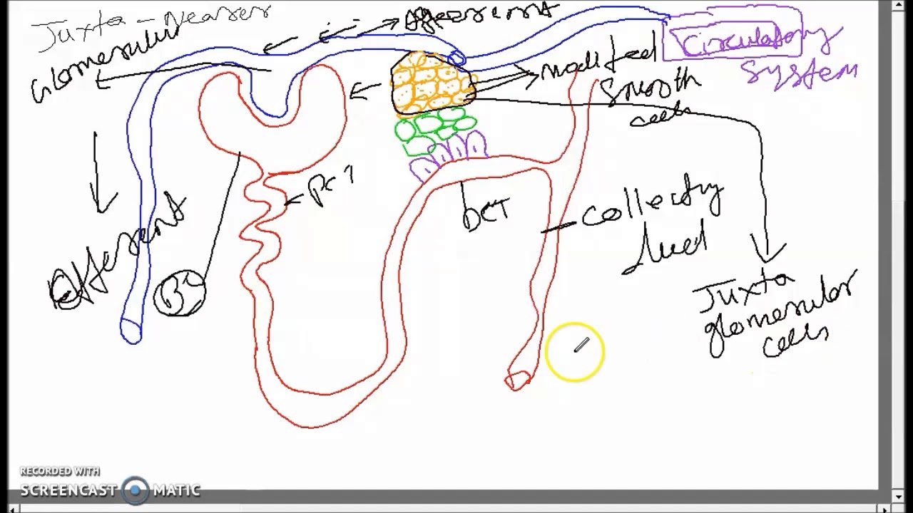 juxtaglomerular apparatus