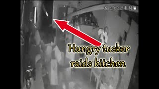 Hungry tusker raids kitchen