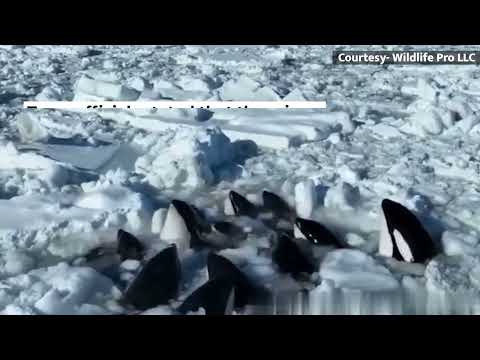 Video shows over 10 killer whales trapped amid drift ice in Japan