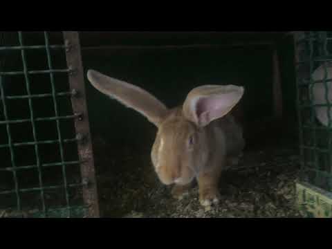 როგორ შევინარჩუნოთ ბაჭიები