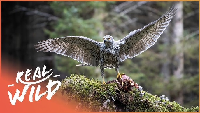 Birds of Prey - Full Wildlife Documentary 2019 