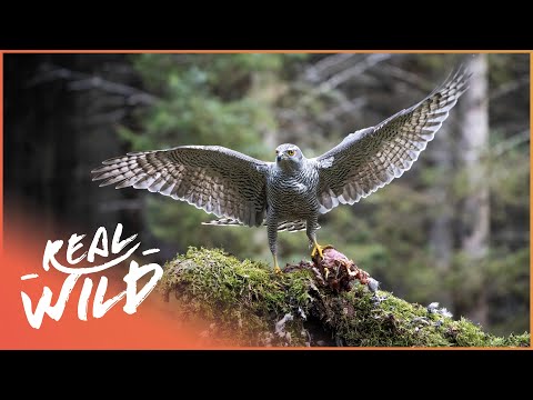 Exploring Spectacular Birds Of Prey | Wild America | Real Wild