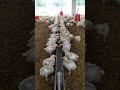 new poultry farm drinking system