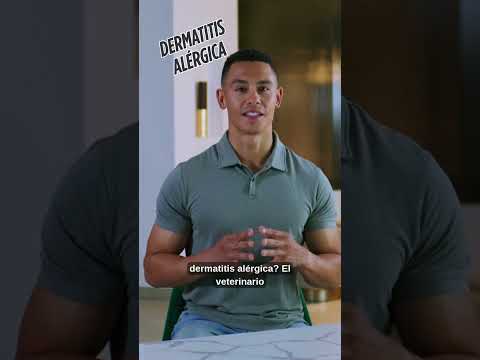 ¿Qué es la dermatitis alérgica en perros y cómo ayudar a tu mascota?