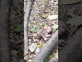 OMG! WHAT'S HAPPEND OM BABY MONKEY? #funnymonkeys #animalkingdom #monkeyadventures