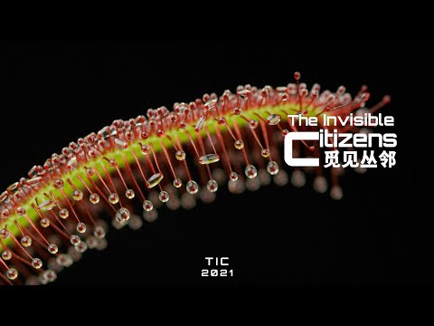 Plants That Hunt Insects with SLIME | The Invisible Citizens