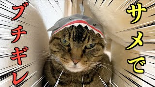 I dressed my cat up in a shark costume, and it became aggressive