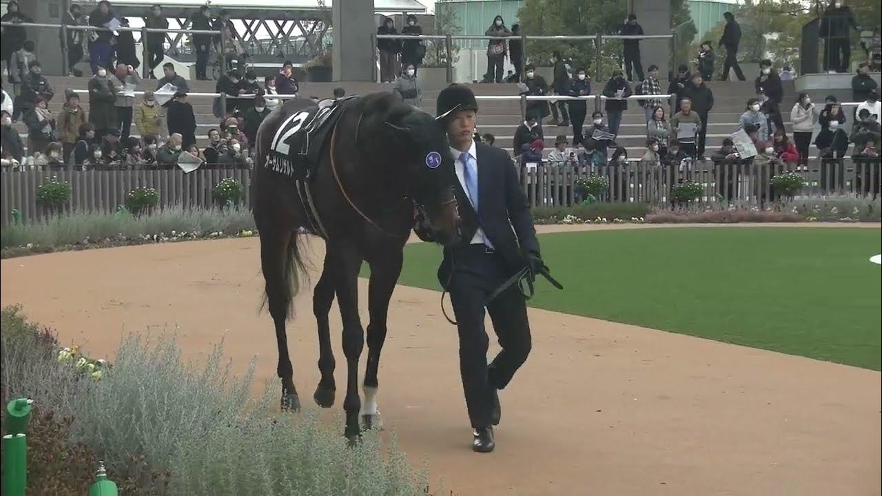オーサムリザルト パドック単独撮影 アルデバランS 2024/2/3 京都競馬場 11R アルデバランステークス YouTube