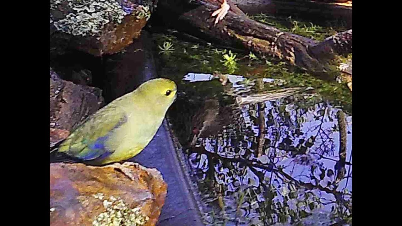Yellow-tufted Honeyeater, Blue-winged Parrot and Scarlet Honeyeater