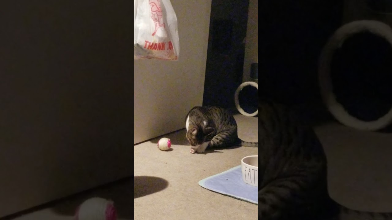 Simba the cat 