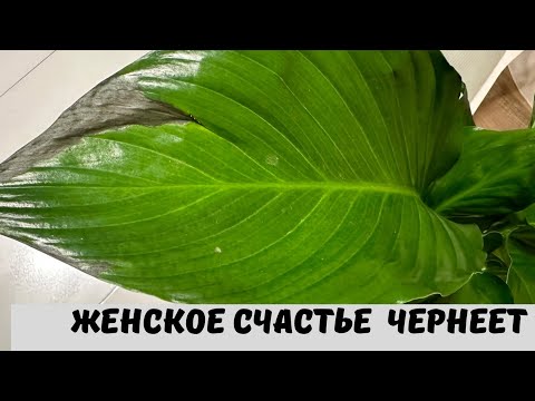 Женское Счастье (Спатифиллум) с Черными Листьями