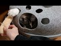 エビフライであそぶアッシュくん