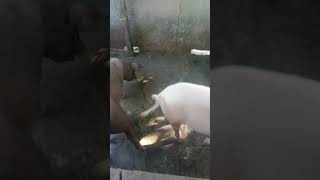 Vlog Berburu Babi Di Petani 