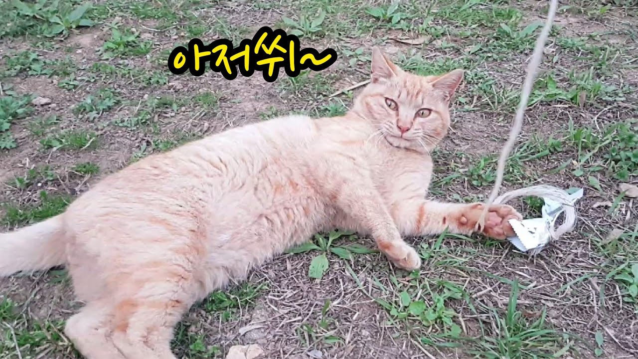 낚시놀이 그만하자고 하자.. 삐지기 일보직전! Cat eyes! Shaking.. YouTube