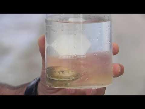 CHNEP Citizens Academy: Bivalve Mollusks