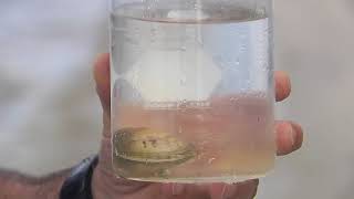 CHNEP Citizens Academy: Bivalve Mollusks