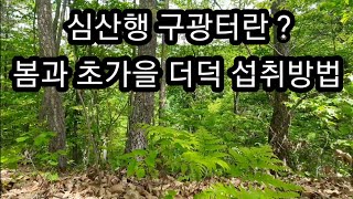 [약초] 심 산행 & 봄 더덕 섭취 방법