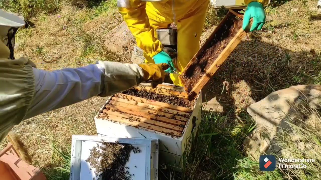 βασιλοτροφία για λίγες μάνες. ο εμβολιασμός