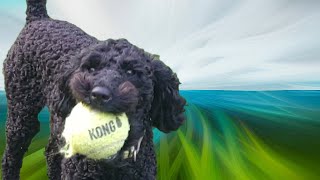 #funny Cute Dog Videos : Miniature Poodle Tricks & Fails