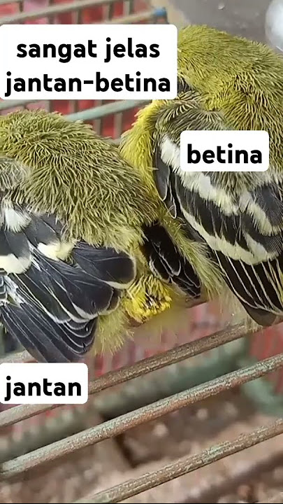 perbedaan anak sirtu cipoh sirdum jantan dan betina