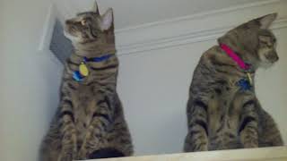 They Like To Be Up High