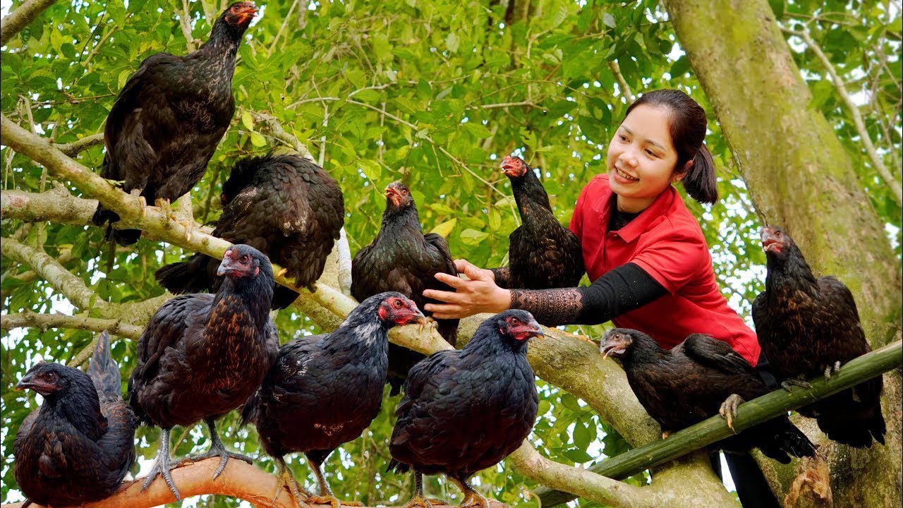 Harvesting Red Claw Chicken Goes To Market Sell - Watermelon Jelly - Hanna New Daily Life