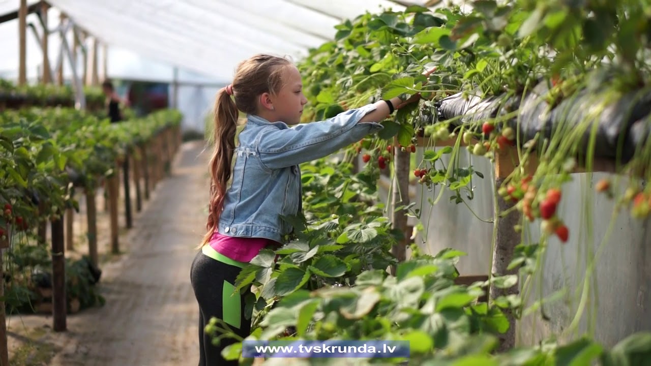 Kuldīgas novadā pirmās zemenes jau gatavas
