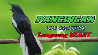 PANCINGAN KACER NGEPLONG SIANG HARI MEMANCING KACER APASAJA LANGSUNG NYAUT LEKAS BUNYI GACOR