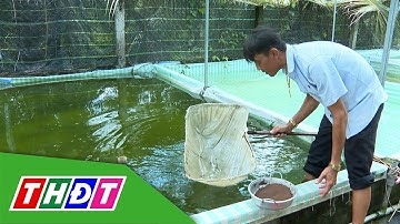 Nhộn nhịp mùa cá kiểng phục vụ Tết | Nông thôn ngày nay - 15/9/2025 | THDT