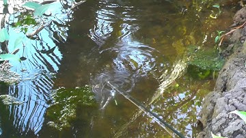 Câu cá lóc bằng lưỡi nhái treo Thái Lan || VR Fishing #177