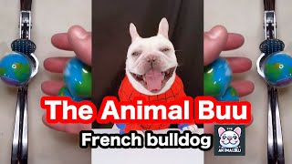 The Animal Buu Compilation | the most Fuuny collection101 #theanimalbuu #dogsofyoutube